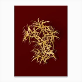 Vintage Common Sea Buckthorn Botanical in Gold on Red n.0173 Canvas Print