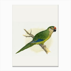 Parrot 2 Canvas Print