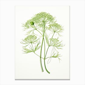 Dill Vintage Botanical Herbs 3 Canvas Print