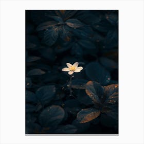 Single Flower In The Dark 97 Canvas Print