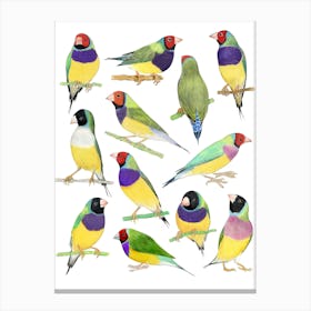 Gouldian Finches Birds Print Canvas Print