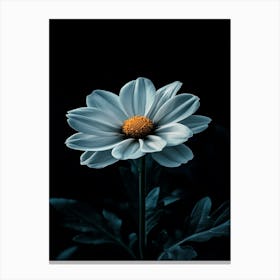 White Daisy 4 Canvas Print