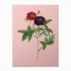 Vintage Van Eeden Rose Botanical on Soft Pink n.0061 Canvas Print