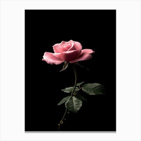 Pink Rose Isolated On Black Background 5 Canvas Print