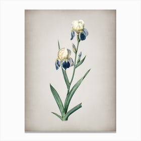 Vintage Elder Scented Iris Botanical on Parchment n.0576 Canvas Print