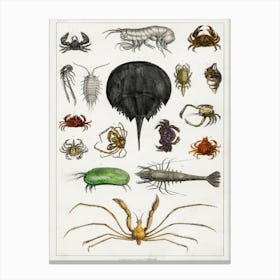 Collection Of Various Arthropods, Oliver Goldsmith Canvas Print