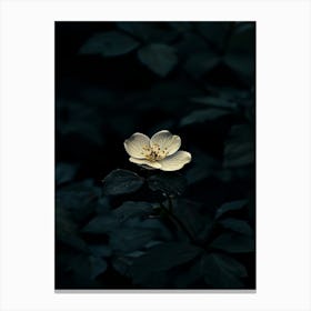 Dark Flower 31 Canvas Print