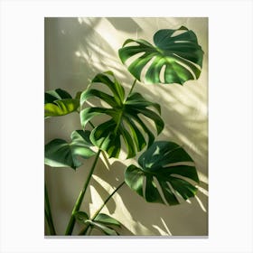 Monstera 2 Canvas Print