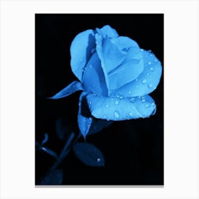 Blue Rose Canvas Print