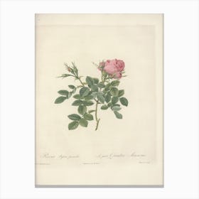 Rose Illustration, Pierre Joseph Redoute, Pierre Joseph Redoute(110) Canvas Print