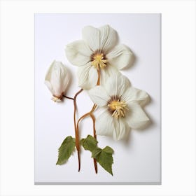 Pressed Wildflower Botanical Art Mayapple Canvas Print