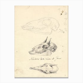 Three Animal Skulls, Luigi Balugani Canvas Print