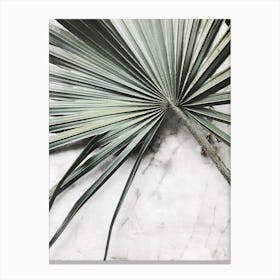 Palm Leaf On Marble Canvas Print