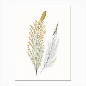 Horsetail Spices And Herbs Pencil Illustration 2 Canvas Print