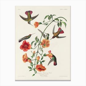 Mango Hummingbird 1, Birds Of America, John James Audubon Canvas Print