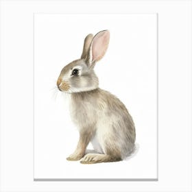 American Sable Rabbit Kids Illustration 2 Canvas Print