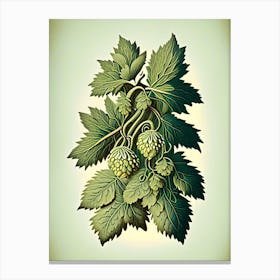 Hops Herb Vintage Botanical Canvas Print