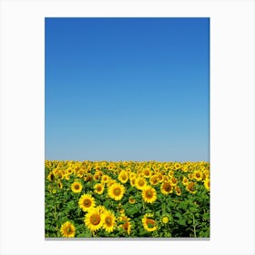 Sunflower Field With Blue Sky Canvas Print