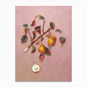 Vintage Seckel Pear Botanical Art on Crystal Rose n.0239 Canvas Print