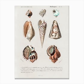 Different Types Of Mollusks, Charles Dessalines D'Orbigny 2 Canvas Print