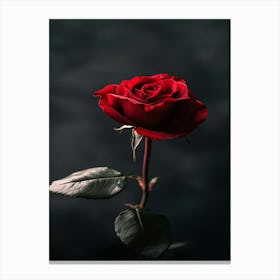 Dark Rose 123 Canvas Print