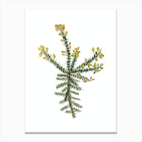 Vintage Yellow Gorse Flower Botanical Illustration on Pure White n.0484 Canvas Print