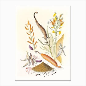 Cat S Claw Spices And Herbs Pencil Illustration 1 Canvas Print