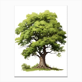 Oak Tree Drawing Canvas Print