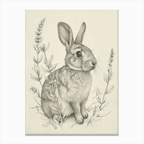 Argente Rabbit Drawing 1 Canvas Print