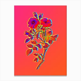 Neon Queen Elizabeth's Sweetbriar Rose Botanical in Hot Pink and Electric Blue n.0151 Canvas Print