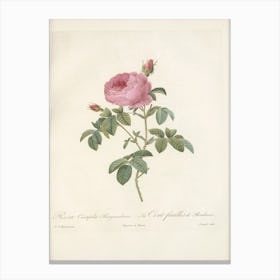 Rose Illustration, Pierre Joseph Redoute (47) Canvas Print