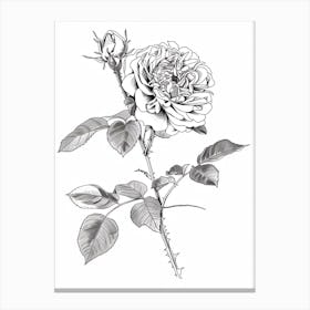 Black And White Rose Line Drawing 5 Canvas Print