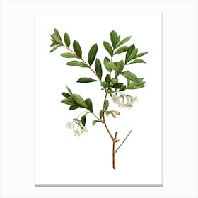 Vintage White Honeysuckle Plant Botanical Illustration on Pure White n.0265 Canvas Print