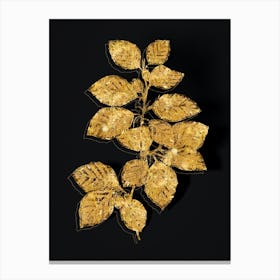 Vintage European Beech Botanical in Gold on Black n.0083 Canvas Print