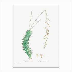 Aloe Viscosa, Pierre Joseph Redoute Canvas Print