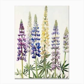 Lupines 2 Canvas Print