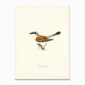 Red Backed Shrike Male (Lanius Collurio), The Von Wright Brothers Canvas Print