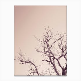 Pink Sky With A Tree Canvas Print