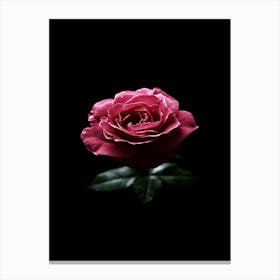 Pink Rose On Black Background 18 Canvas Print