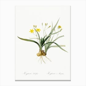 Hypoxis Sobolifera, Pierre Joseph Redoute Canvas Print