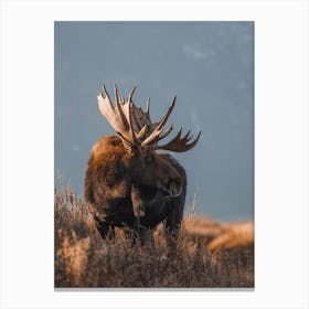 Sunset Moose View Canvas Print