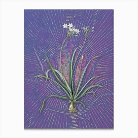 Vintage Allium Fragrans Botanical Illustration on Veri Peri n.0007 Canvas Print