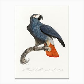 The Grey Parrot, (Psittacus Erithacus) From Natural History Of Parrots, Francois Levaillant 1 Canvas Print