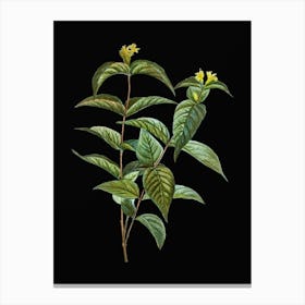 Vintage Northern Bush Honeysuckle Flowers Botanical Illustration on Solid Black n.0742 Canvas Print