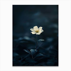 Single Flower In The Dark 113 Canvas Print