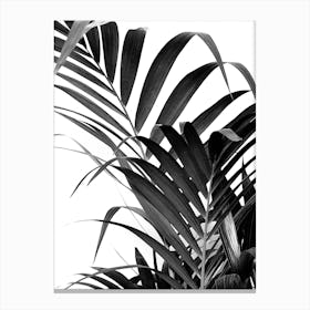 Palm Leaf 02 Canvas Print