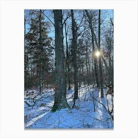 Winter In The Woods 10 Canvas Print