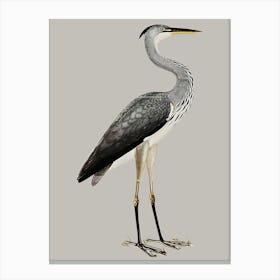 Gray Blue Heron Olof Rudbeck Canvas Print