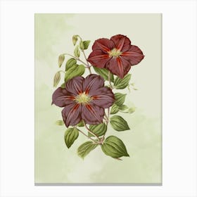 Clematis 2 Canvas Print