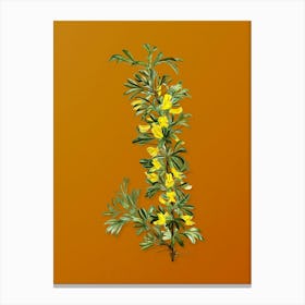 Vintage Caragana Spinosa Botanical on Sunset Orange n.0949 Canvas Print